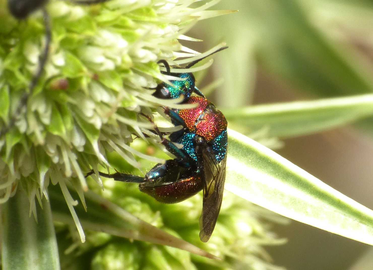 Piccoli Chrysididae